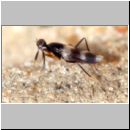 Tachydromyia sp - Langbeinfliege 5mm 01a.jpg